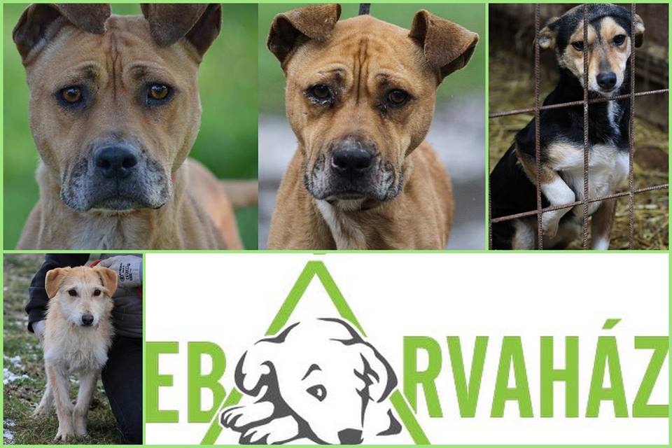 mentett kutyusok