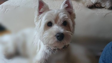 12039536_590158191137738_1245679794826742207_n