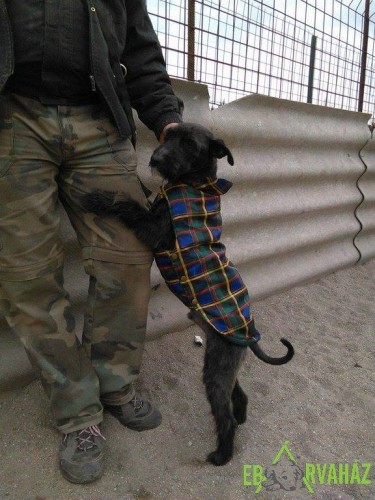 12718009_593169220836635_8950257648161031927_n