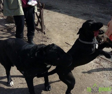 12806242_585644891589068_1092024699087255774_n