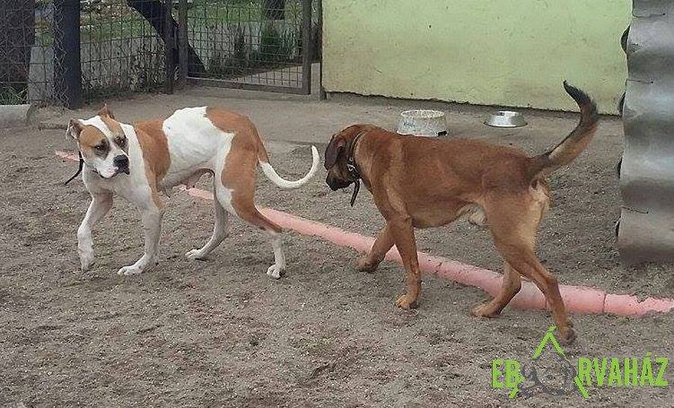 12813908_584798928340331_1104676933416925868_n