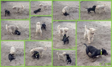 12832551_585106798309544_4851211852767287147_n