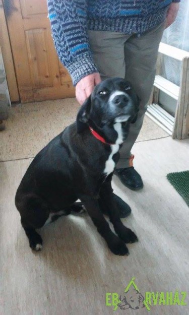 1916872_593270474159843_4240202774843337834_n