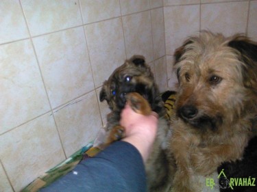 Mézi és kölykei05