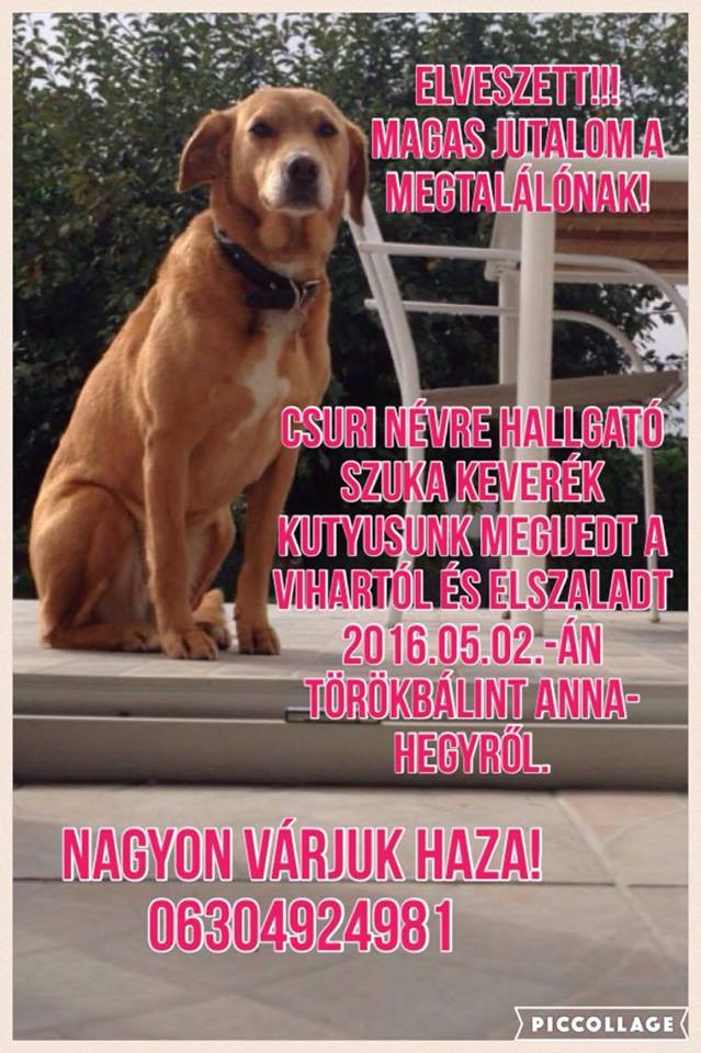 13233009_619476951539195_6253404554123776837_n