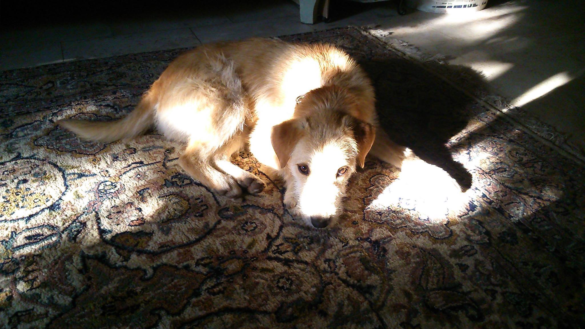 13244166_619479068205650_4865460458112237786_o