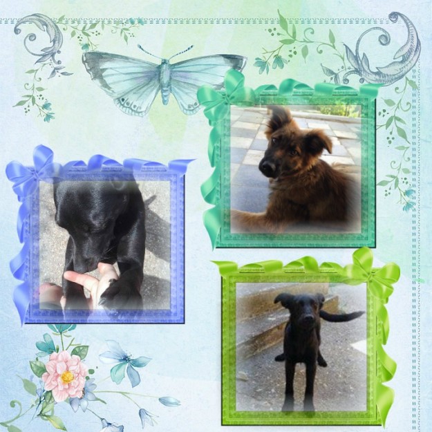 pixiz-31-05-2016-15-57-48