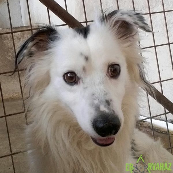 13579748_1144541268931854_712512118_o