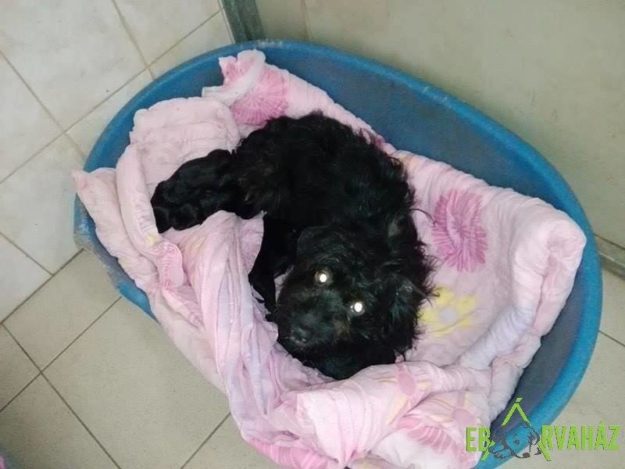 13876497_655362627950627_6890221434828968392_n