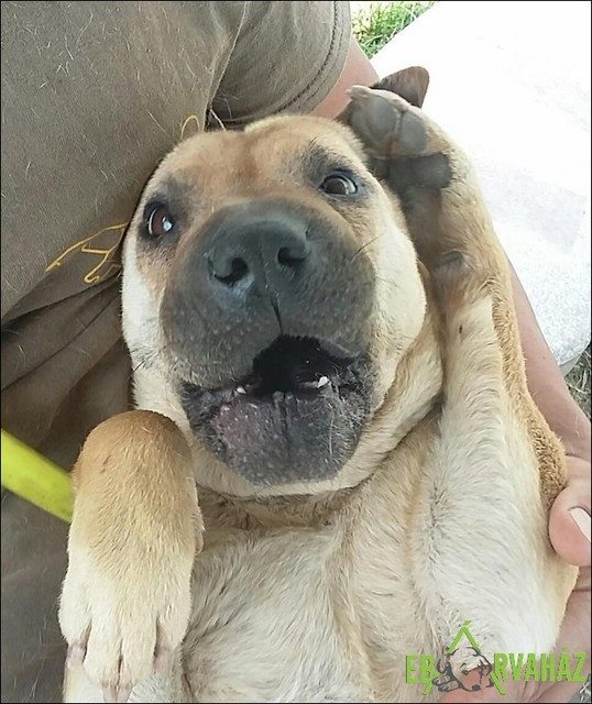 13902813_655320034621553_679776708200680741_n