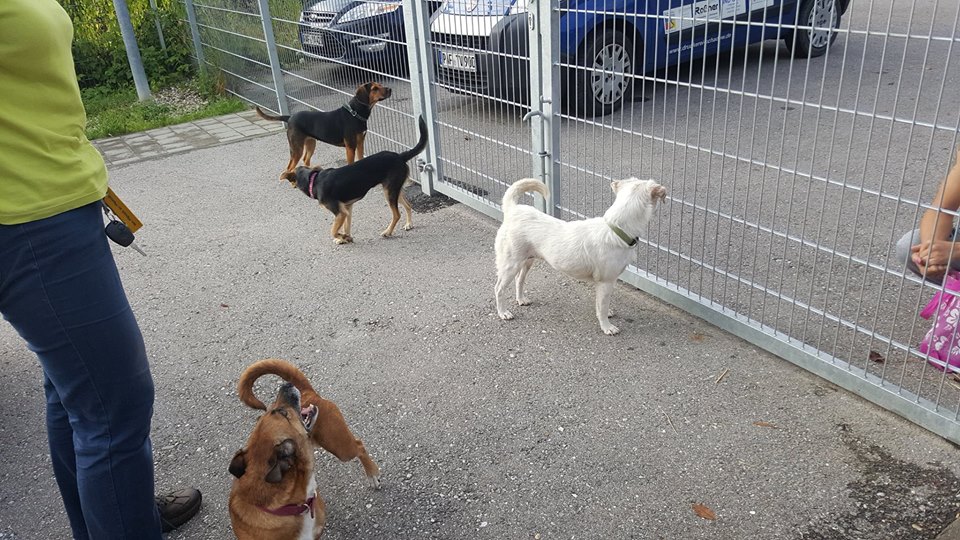 13921140_659617814191775_8915047148077930368_n