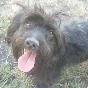 Kormosésbabái03 Kormosésbabái03