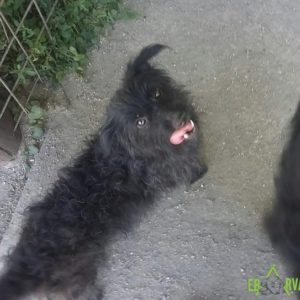 Kormosésbabái05 Kormosésbabái05