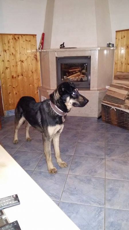 14705769_708790265941196_6208256324073214249_n