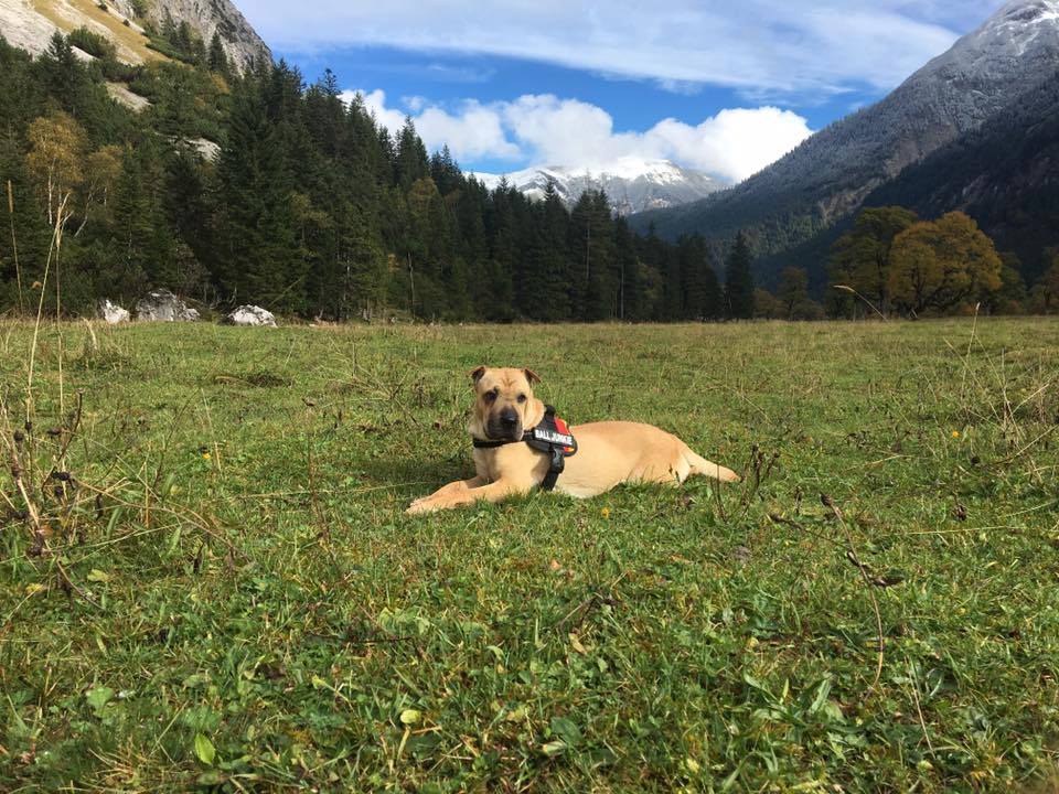 15027421_707755759377980_4083779245564769343_n