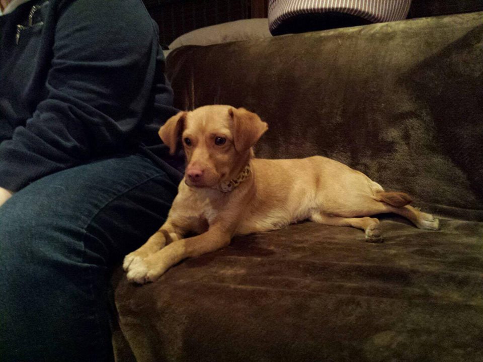 15541164_727072694112953_2469834483462523364_n