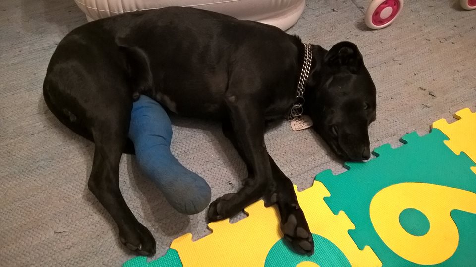 15726915_730284847125071_8554200344676600789_n