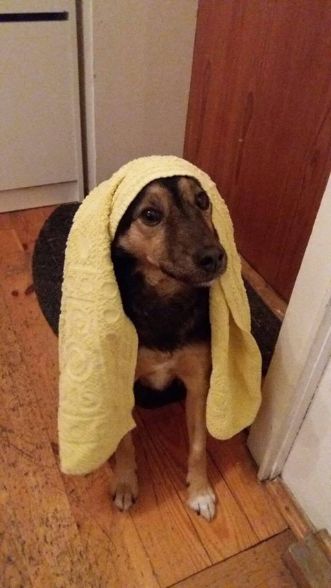 15936625_739907252829497_6477333011955969970_o