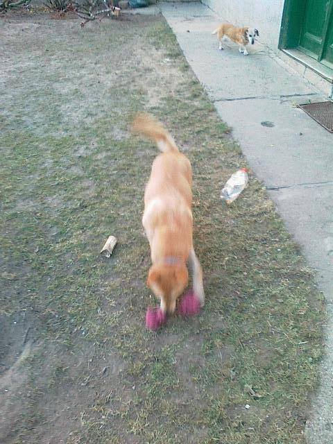 15977080_739911089495780_5335049767772312245_n