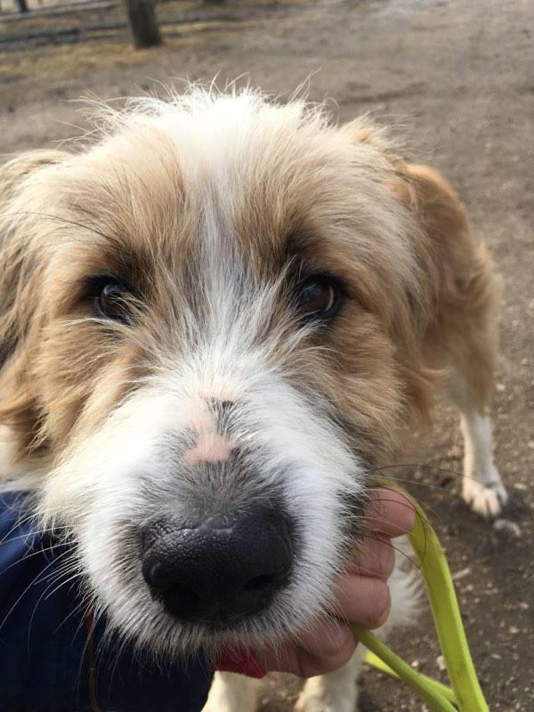 16830423_10212299656397066_246415886_n