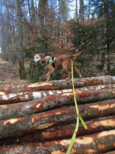 17141613_1486985524731028_62688827_n