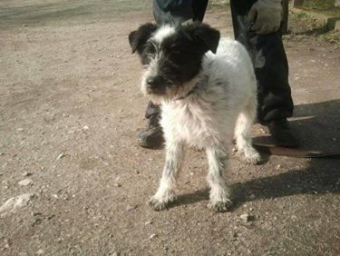 17201279_773110929509129_5594297944695816334_n