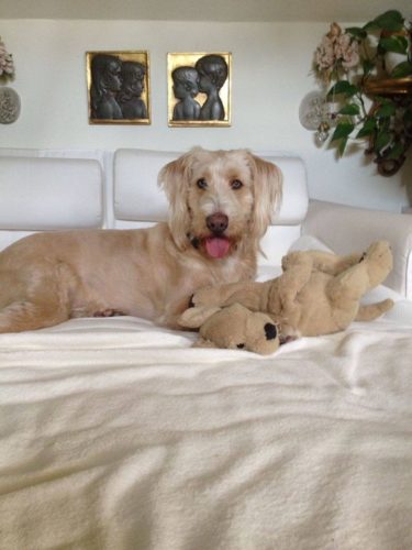 17361674_779903562163199_2068809743257912637_n