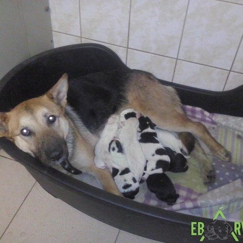 Lotta és babái Lotta és babái