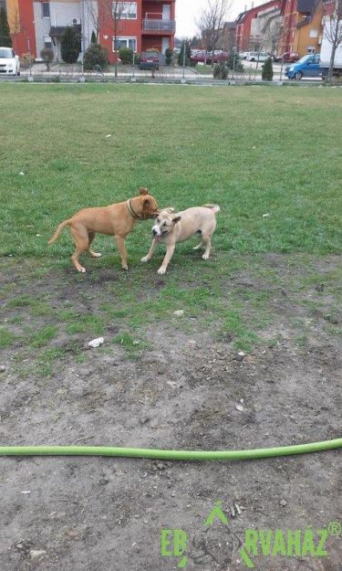 17457469_785172341636321_79564805413676942_n