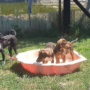 19095805_1478298082222836_372471952_o