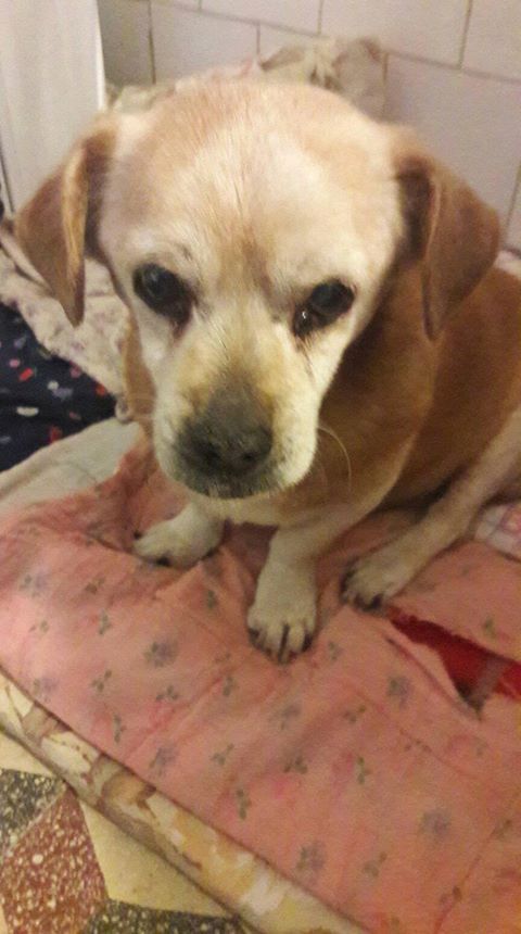 19679266_842842625869292_125296011136270619_o