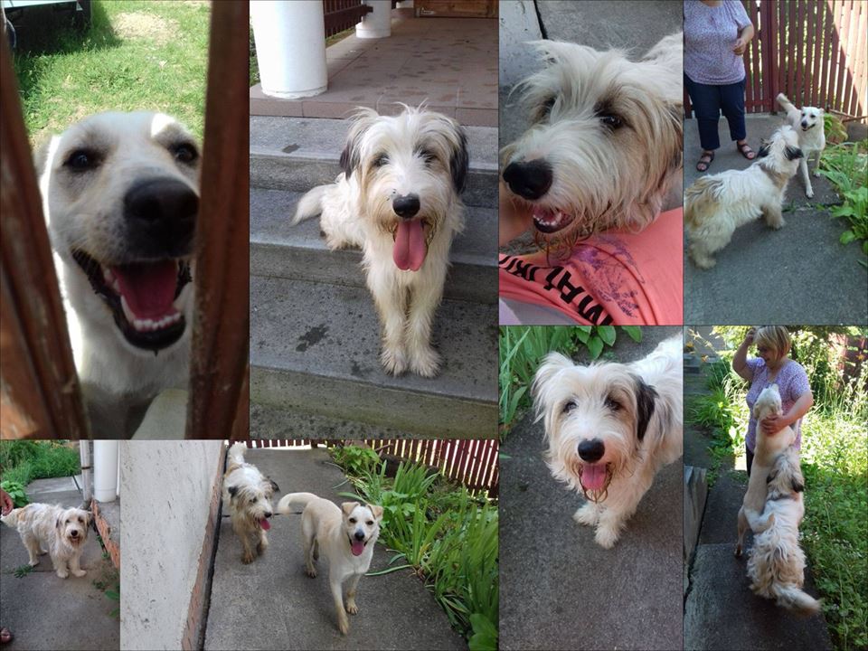 20376145_857641044389450_4577875968930504459_n