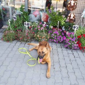 20604167_858060544347500_4830995030758569447_n