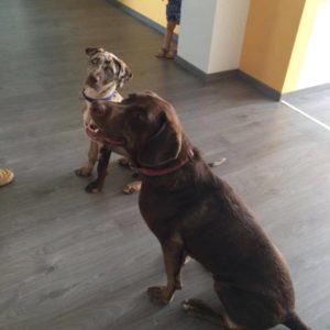 20767787_864123473741207_1216125949133331905_n