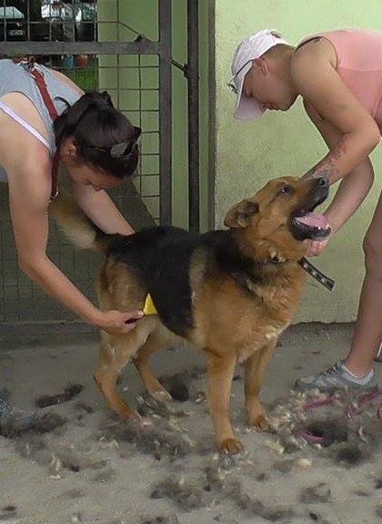 házi_kutyakozmetika3