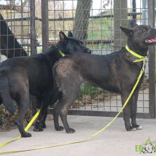 12291232_546864275467130_3081070099926843521_o