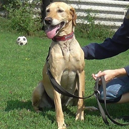 Süti01 Süti01