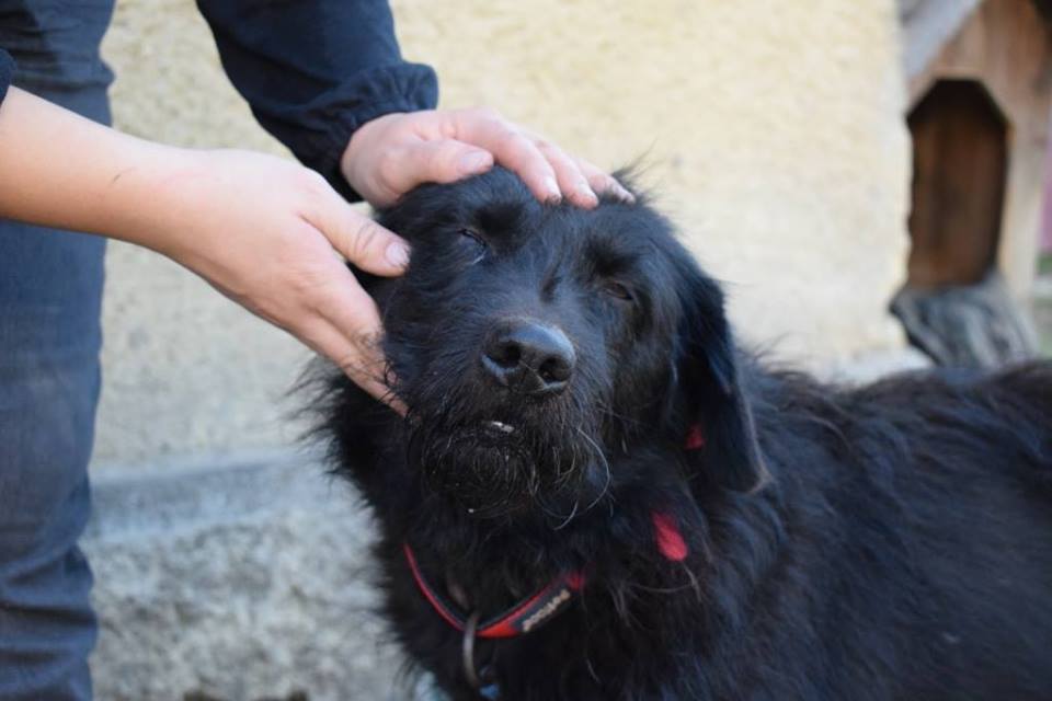 22687686_898779926942228_6388496559125409901_n