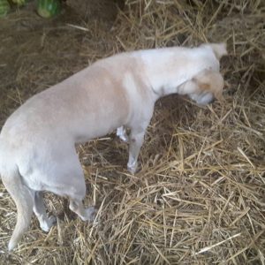 22788647_901103173376570_310934505220985163_n