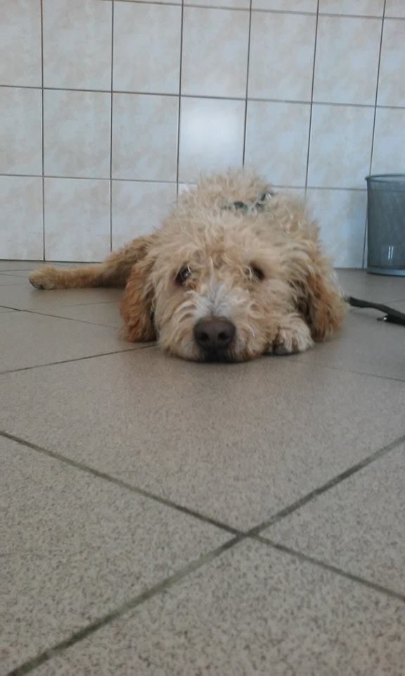 23032855_1800095926753318_9026395018670831623_n