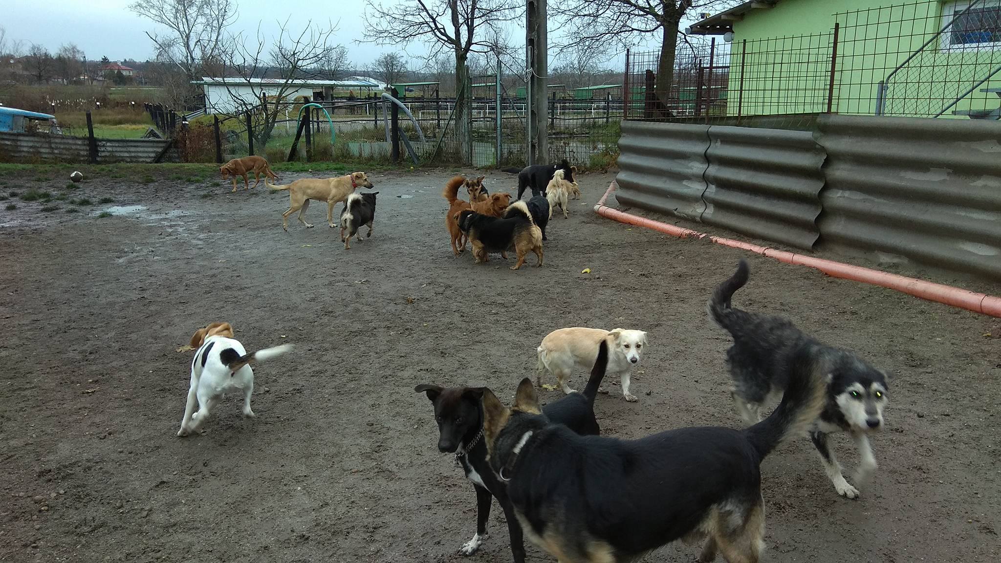 24093532_549669772050595_1330081853_o