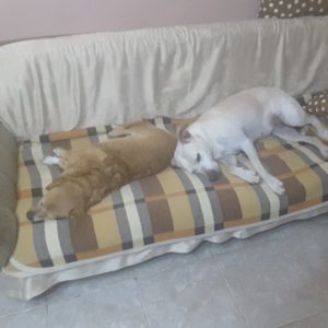 25660373_934623086691245_6455487385840287391_n 25660373_934623086691245_6455487385840287391_n