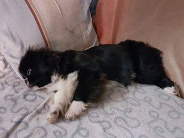 26196203_937276093092611_6792758847556279020_n