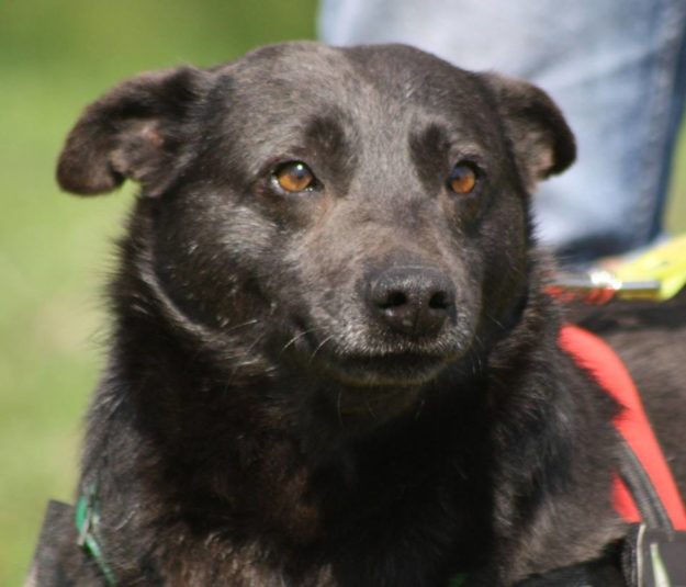 27336999_955746357912251_3803763471700519487_n