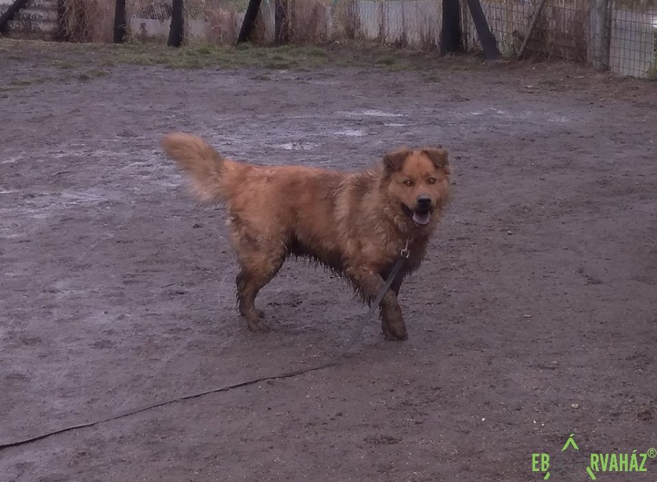 27459582_956842124469341_4312566705058082384_n