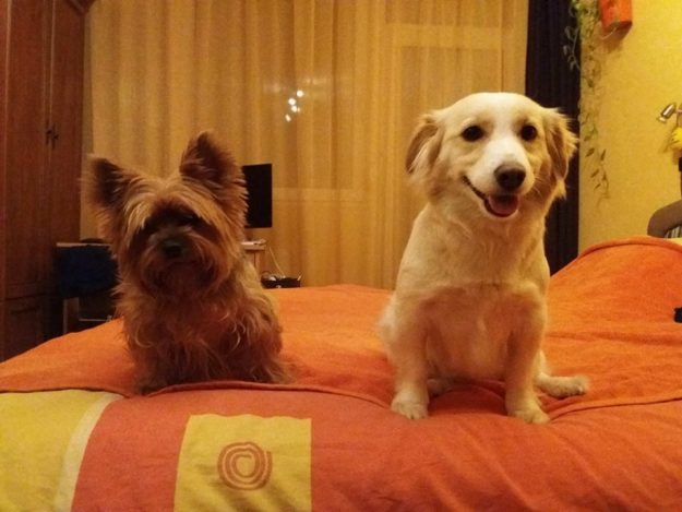 29216410_980308895455997_6755129953332756480_n