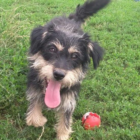 Gesztenye1 Gesztenye1