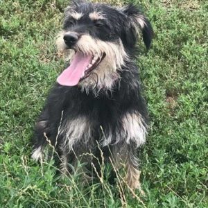 Gesztenye2 Gesztenye2