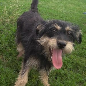 Gesztenye3 Gesztenye3