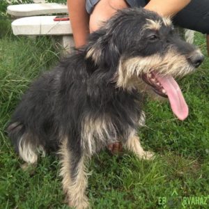 Gesztenye5 Gesztenye5